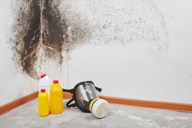 Best White Mold Remediation in Los Gatos, CA