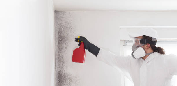 Best Basement Mold Remediation in Los Gatos, CA