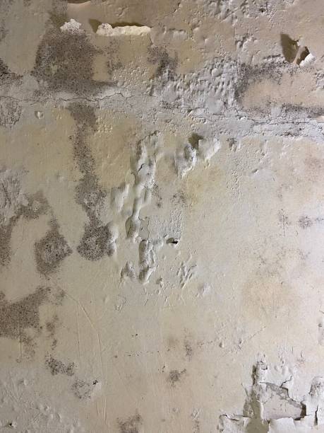  Los Gatos, CA Mold Removal Pros