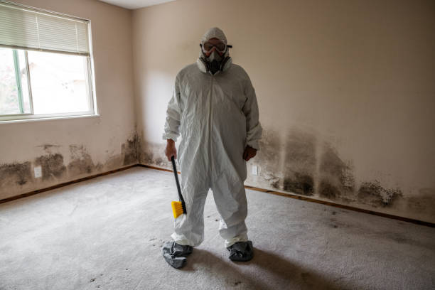 Professional Mold Remediation in Los Gatos, CA