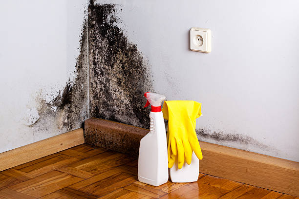 Best Emergency Mold Remediation in Los Gatos, CA
