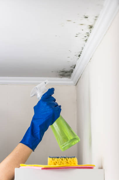 Best Bathroom Mold Remediation in Los Gatos, CA